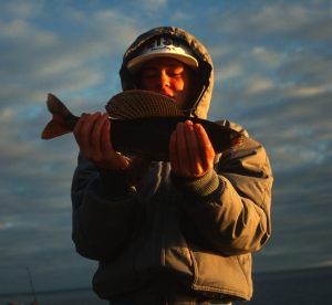 Grayling at dusk 1991