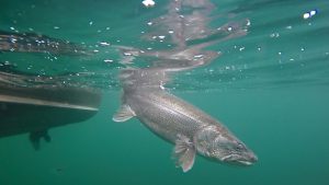 lake-trout-underwater