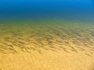 Lake Trout Fry