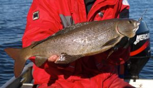 Monster Grayling