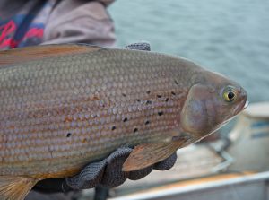 Trophy Grayling