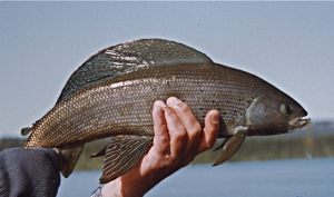 Trophy Grayling