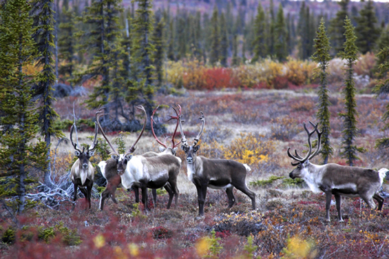 Caribou