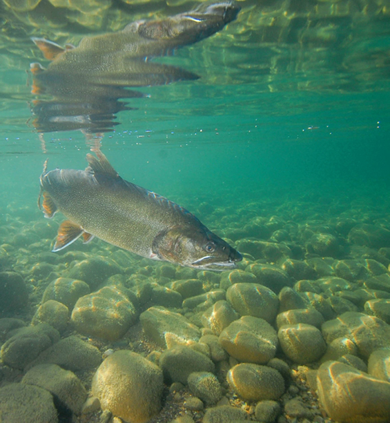 Lake trout