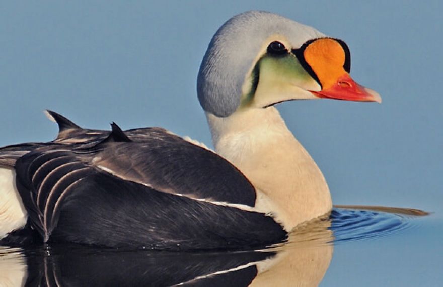 King Eider Duck