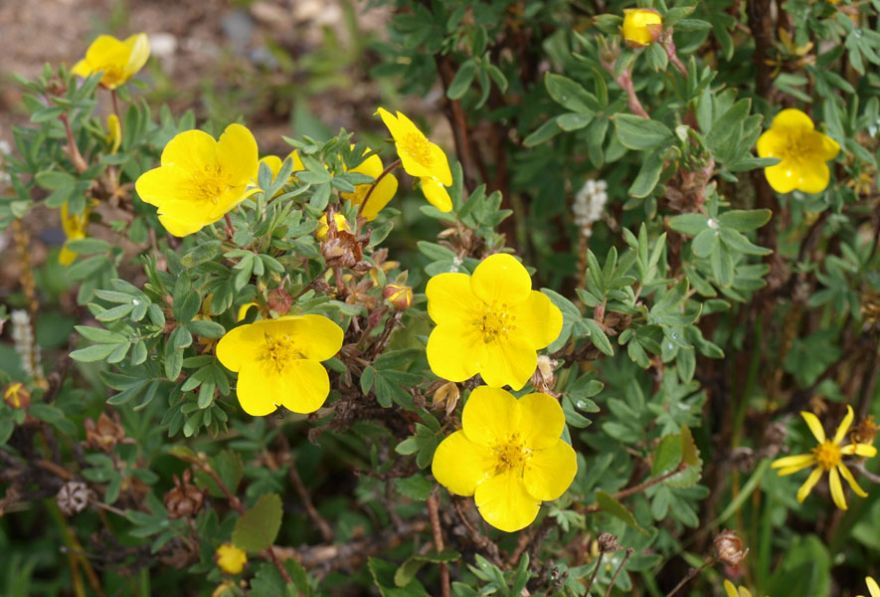 Potentilla Plant