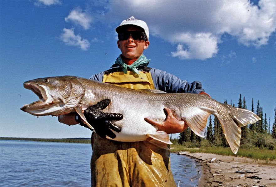 66 1/2 Pound World Record Lake Trout