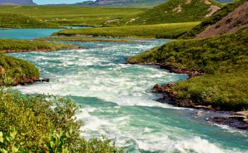 Great Bear Lake – 2016: The True North Strong and “Tree”!