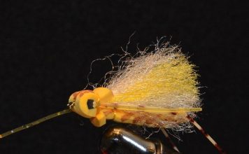 Foam Hopper or Adult Stone Fly
