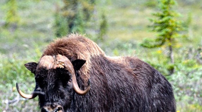 Great Bear Trophy Lodge – July 8 – 15, 2017