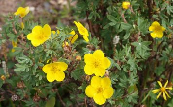 Potentilla & Black Spruce Tea