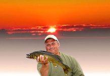 Tracking Down “Ol’ Marble Eyes” in the Land of the Midnight Sun