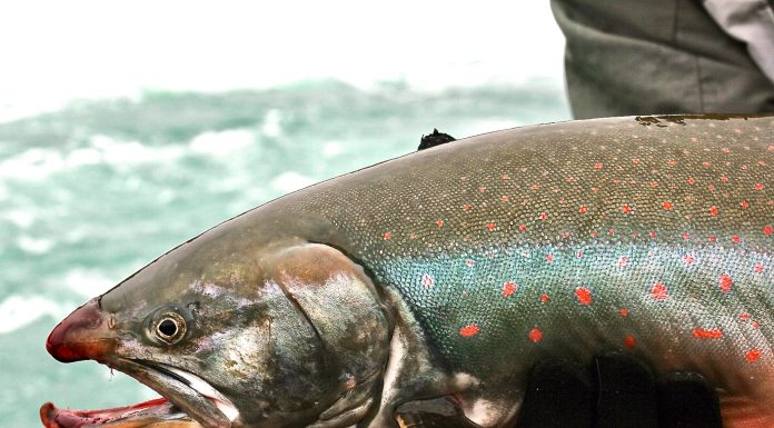 The “History of Char Fishing